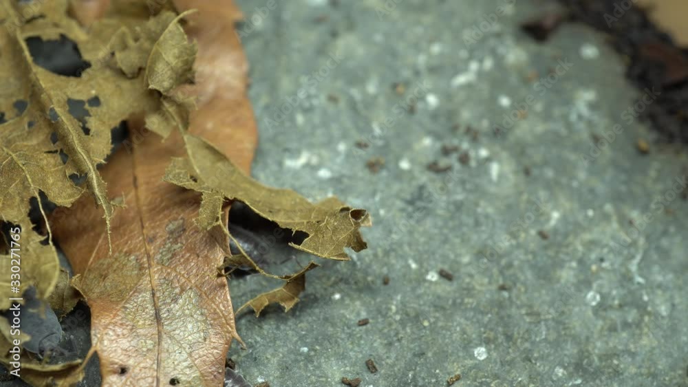 4k video of dung bug hidden between fallen leaves and stones 4k video of dung bug hidden between fallen leaves and stones