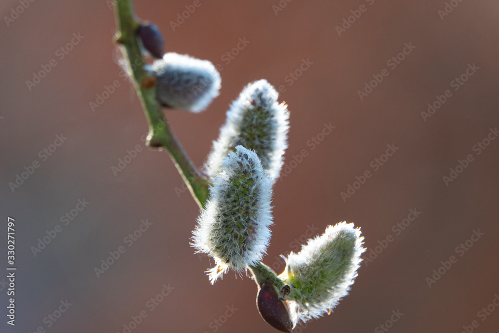 a close up of a willow catkin in spring a close up of a willow catkin in spring