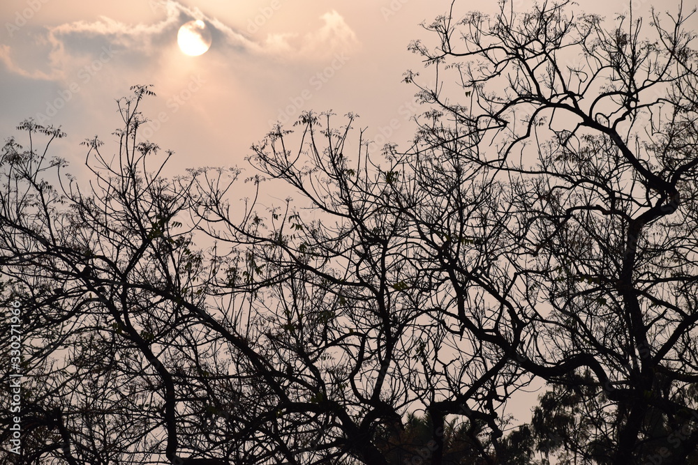 silhouette of a tree silhouette of a tree