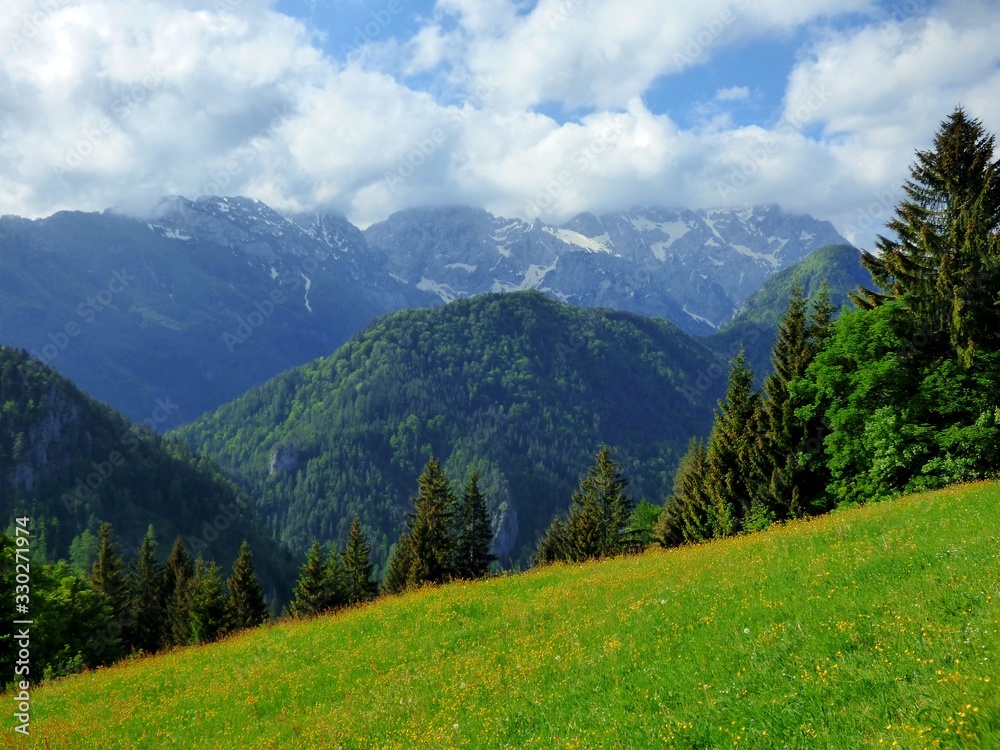Obraz premium forest