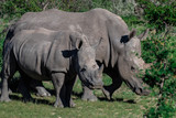Baby and mother white rhinoceros in africa