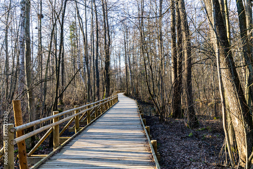 A path through the forest to the sea from wooden boards on a spring day in the sun.