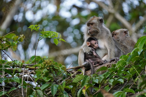 Makak with baby - monkey mum © Chris