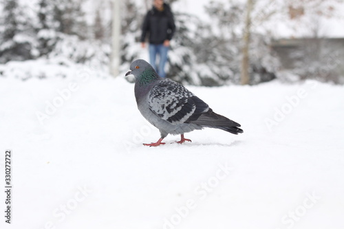pigeons in the park walk in the snow in winter © Konstantin1995