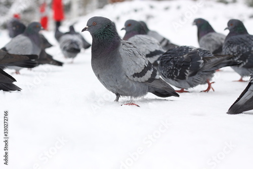 pigeons in the park walk in the snow in winter