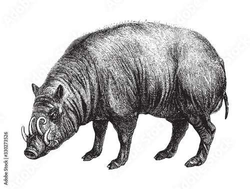 Babirusa or deer-pigs / vintage illustration from Brockhaus Konversations-Lexikon 1908 photo