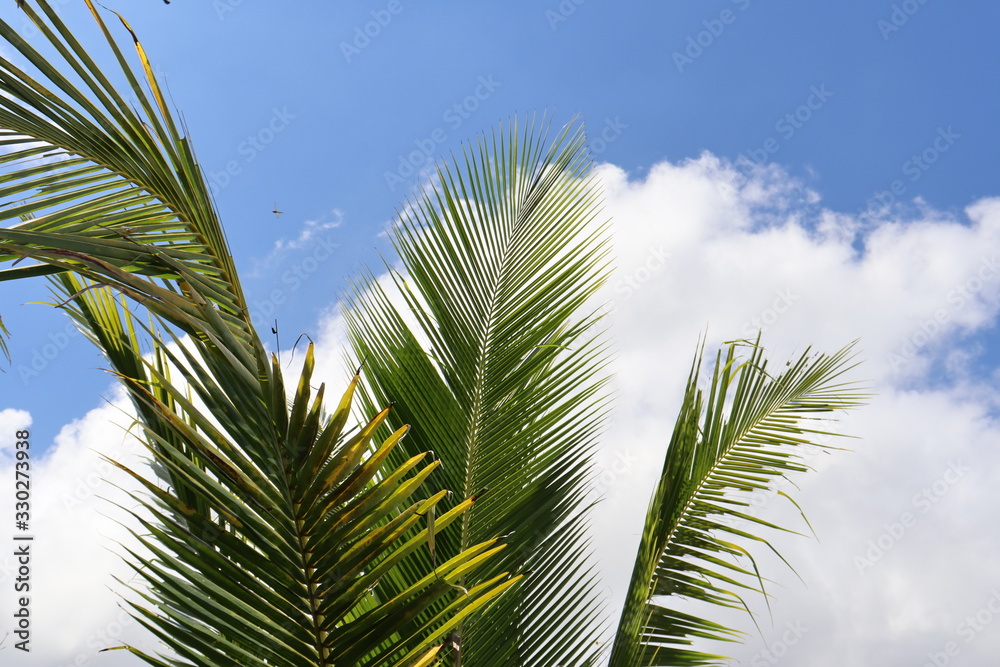 coconut tree against blue sky with clouds coconut tree against blue sky with clouds