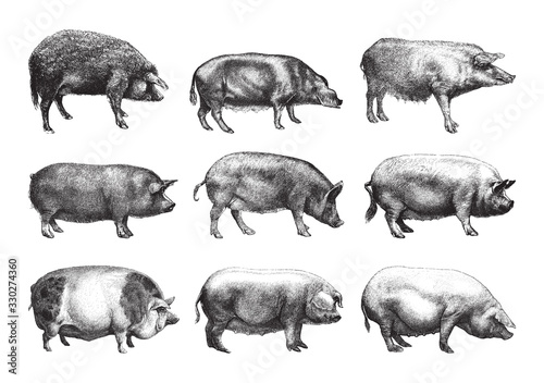 pig collection / vintage illustration from Brockhaus Konversations-Lexikon 1908