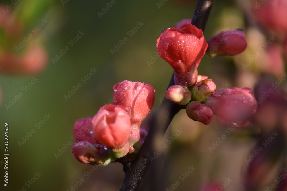 Japanische Zierquitte (Chaenomeles japonica) Japanische Zierquitte (Chaenomeles japonica)