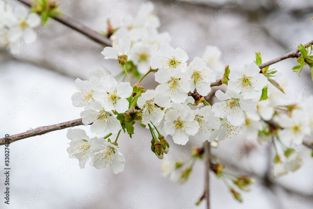Close up of a branch with white cherry tree flowers in full bloom with blurred background in a garden in a sunny spring day, beautiful Japanese cherry blossoms floral background, sakura