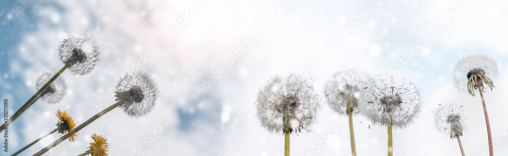 Summer background dandelions on a background of blue sky with clouds web banner:summer time concept
