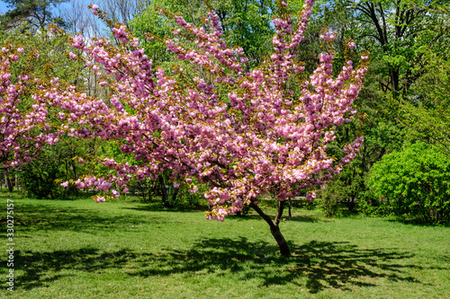 Pink cherry tree with branches and many flowers in full bloom in a garden in a sunny spring day, beautiful Japanese cherry blossoms floral background, sakura