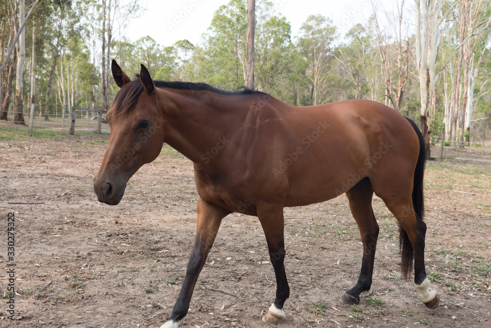 Beautiful brown horse portrait on field background. Beautiful brown horse portrait on field background.