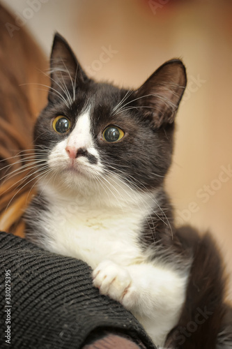 black and white cat