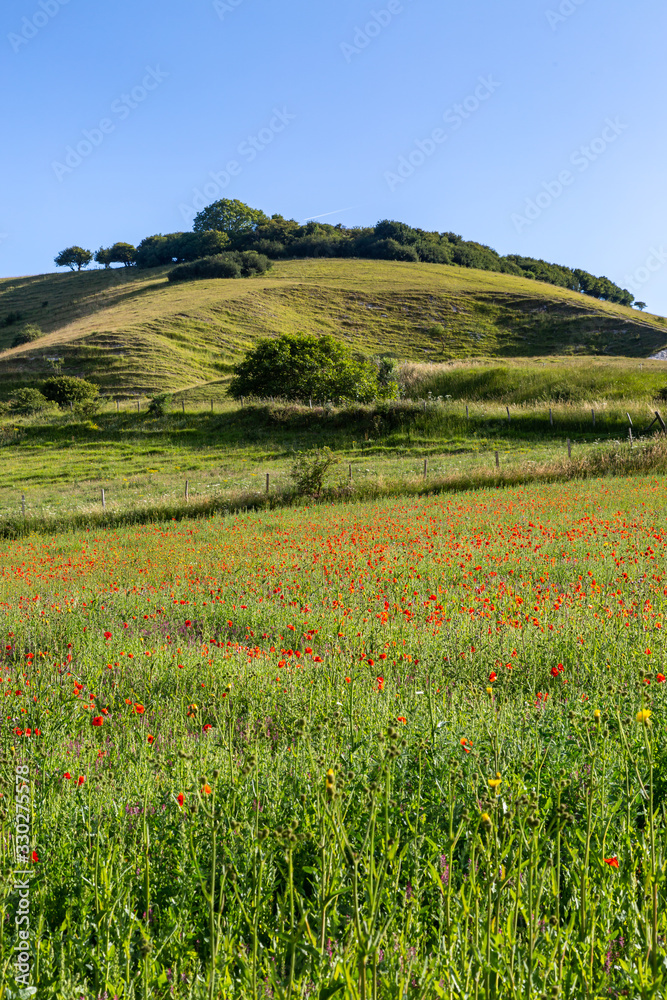 Poppies growing in the South Downs in Sussex, on a sunny summers day