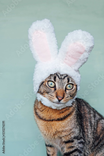 Mackerel tabby kitty dressed as rabbit, close up.