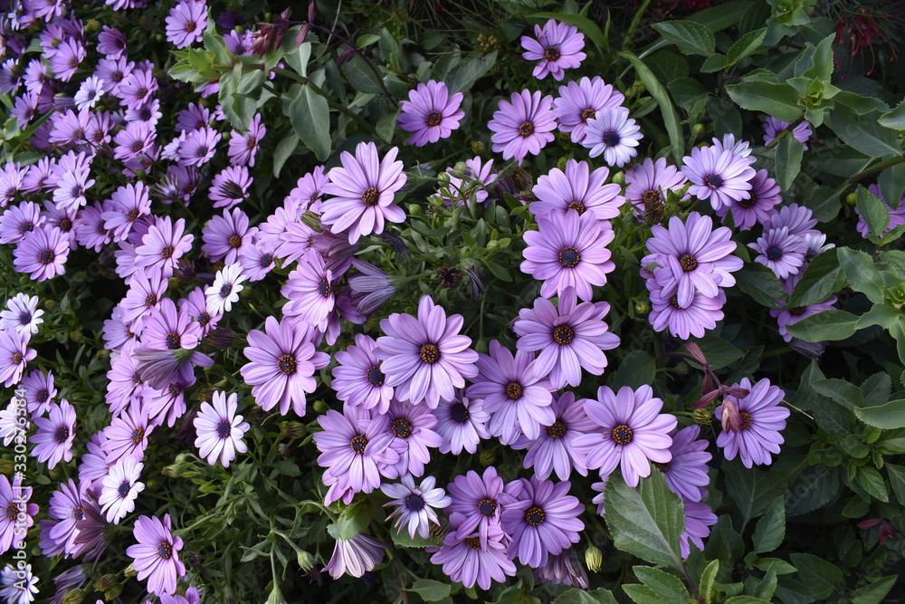 Obraz premium spring lilac flowers and green leaves in the park