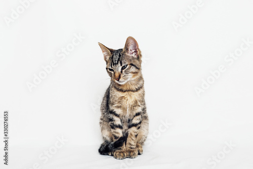 Fototapeta Naklejka Na Ścianę i Meble -  Beautiful young European Shorthair cat sitting on white background.