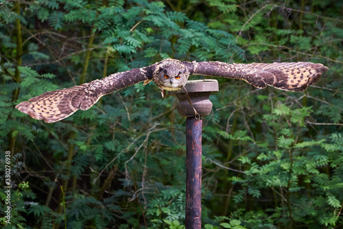 Eurasian Eagle-Owl in flight ( Bubo bubo ) Falconry