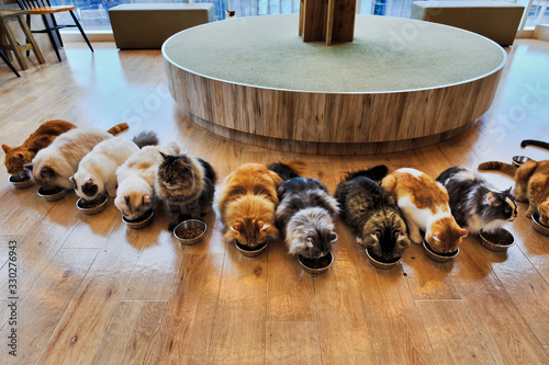 Картината върху платно JP Cat cafe feeding all