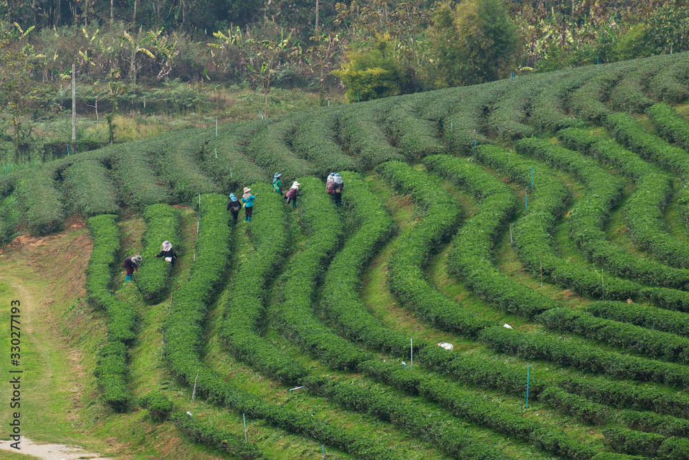 Farmer Piking up Tea Tips Leafs from Tea Trees in Tea Plantation.