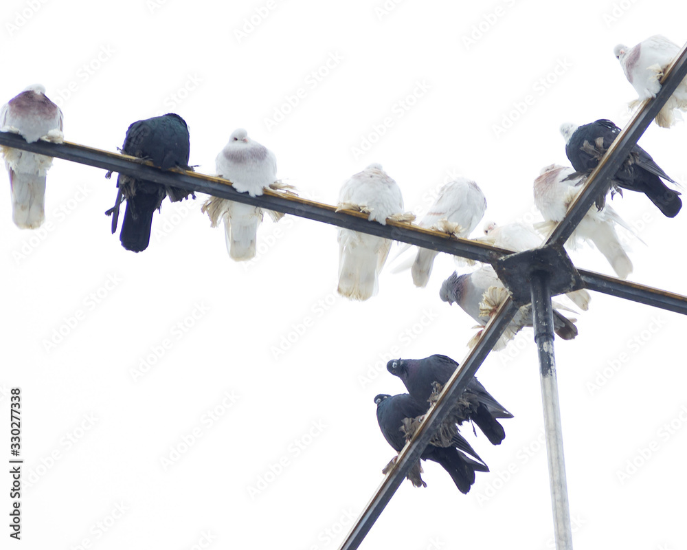 Pigeons sit on a cross-shaped stand against the sky Pigeons sit on a cross-shaped stand against the sky