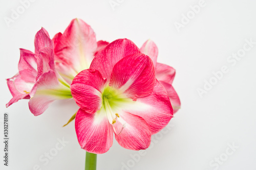 Pink amaryllis plant home decoration © AHatmaker