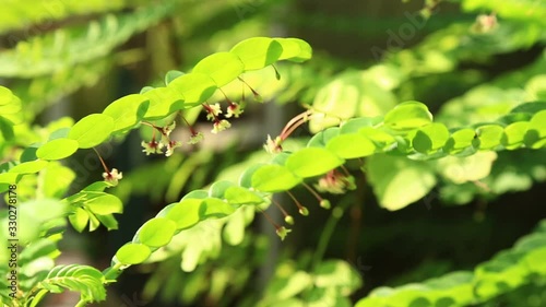 Close up Phyllanthus pulcher wall red herbal flower hanging under leaves in rows, This tropical palnt have medicinal properties.