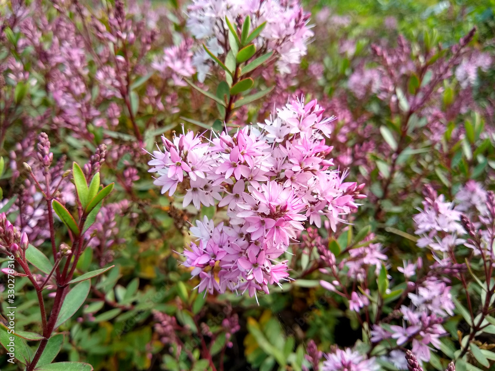 Hebe 'Pink Paradise' Hebe 'Pink Paradise'