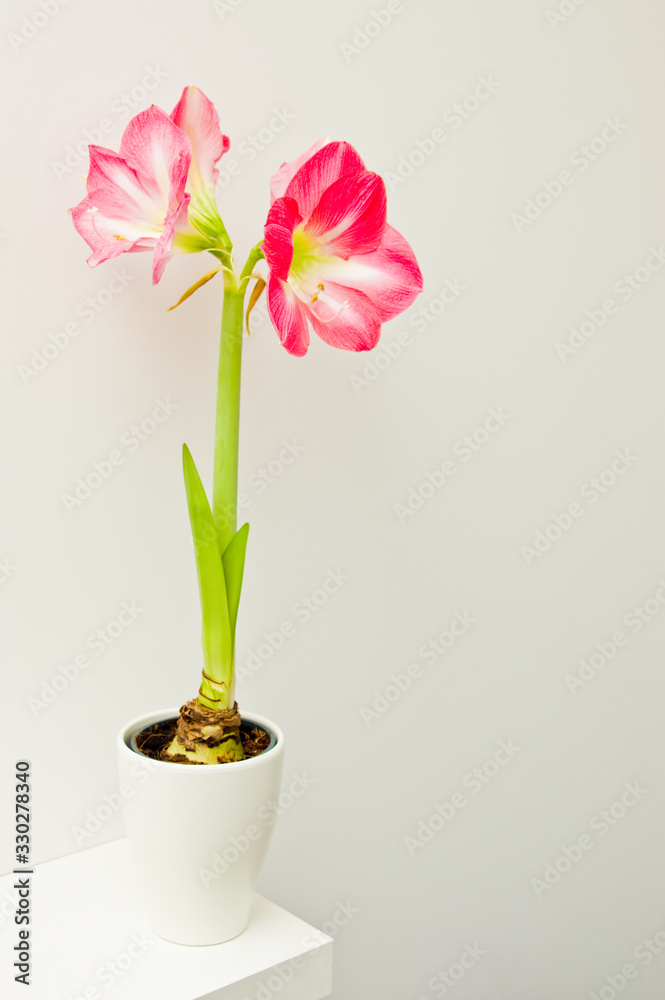 Obraz Pink amaryllis plant home decoration