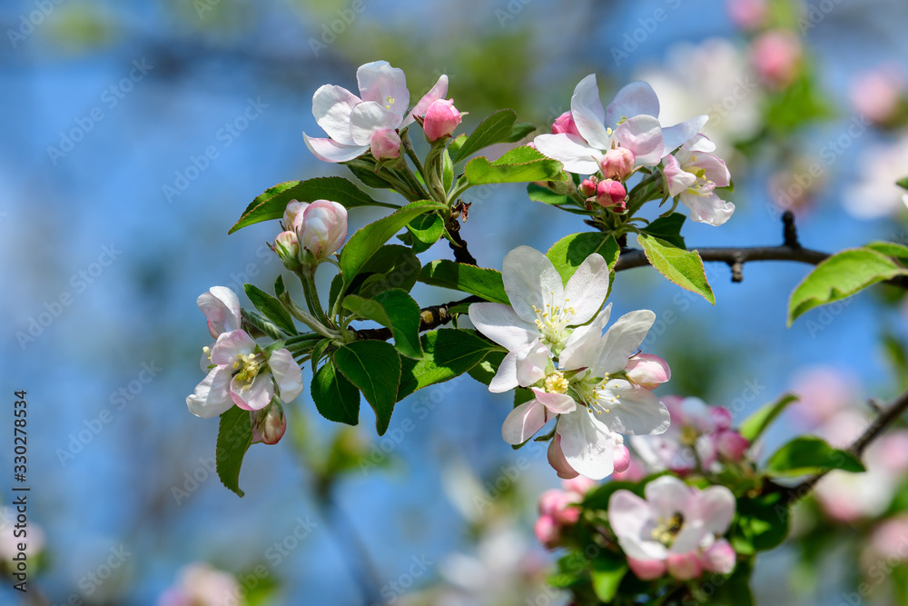 Large branch with white and pink apple tree flowers in full bloom towards clear blue sky in a garden in a sunny spring day, beautiful Japanese trees blossoms floral background, sakura Large branch with white and pink apple tree flowers in full bloom towards clear blue sky in a garden in a sunny spring day, beautiful Japanese trees blossoms floral background, sakura
