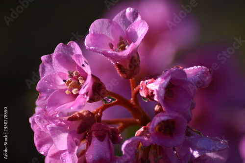 Bl  ten einer Bergenie  Bergenia 