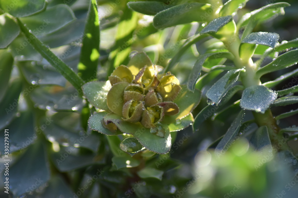 Fototapeta premium Walzen-Wolfsmilch (Euphorbia myrsinites)