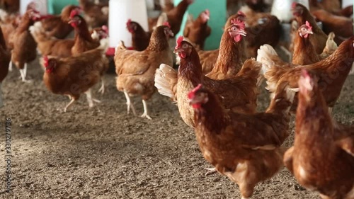 Group Of Chickens In Coop On Farm