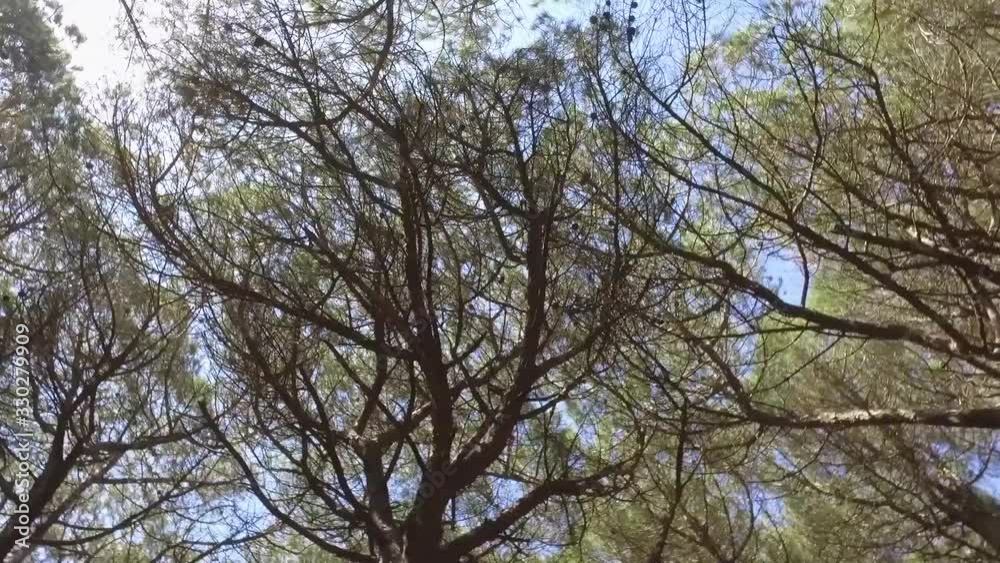 walking in forest tree canopy walking in forest tree canopy