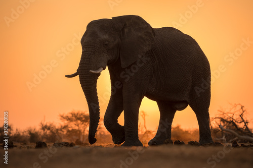 A dramatic backlit portrait of an elephant walking with a golden sunset in the background, taken in the Madikwe Game Reserve, South Africa.