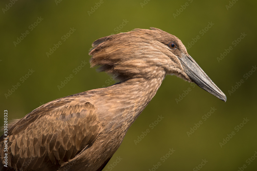 Φωτογραφία This close up of a Hamerkop against a green background was photographed at one of the water holes at Madikwe Game Reserve in South Africa