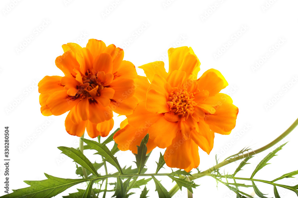 Growing marigolds isolated on white Growing marigolds isolated on white