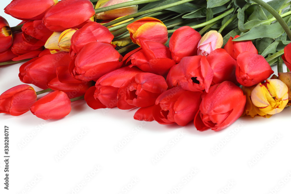 Tulips isolated on white Tulips isolated on white