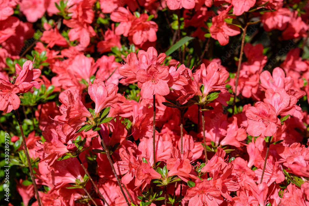Bush of delicate red flowers of azalea or Rhododendron plant in a sunny spring Japanese garden, beautiful outdoor floral background Bush of delicate red flowers of azalea or Rhododendron plant in a sunny spring Japanese garden, beautiful outdoor floral background