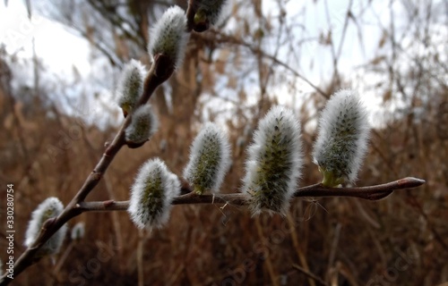 buds of blooming willow in early spring close-up
