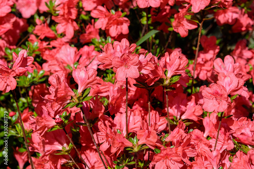 Bush of delicate red flowers of azalea or Rhododendron plant in a sunny spring Japanese garden, beautiful outdoor floral background © Cristina Ionescu