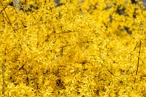 Large bush of yellow flowers of Forsythia plant also known as Easter tree, in a garden in a sunny spring day, beautiful outdoor floral background photographed with soft focus