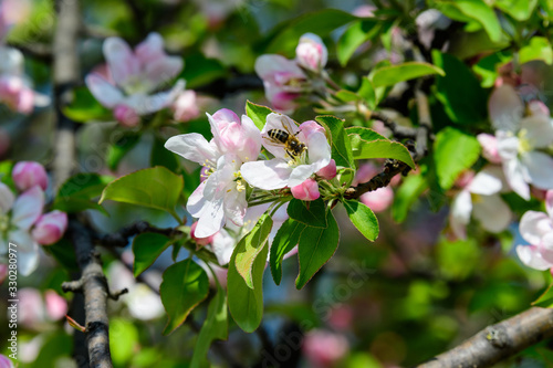 Large branch with white and pink apple tree flowers in full bloom in a garden in a sunny spring day  beautiful Japanese trees blossoms floral background  sakura