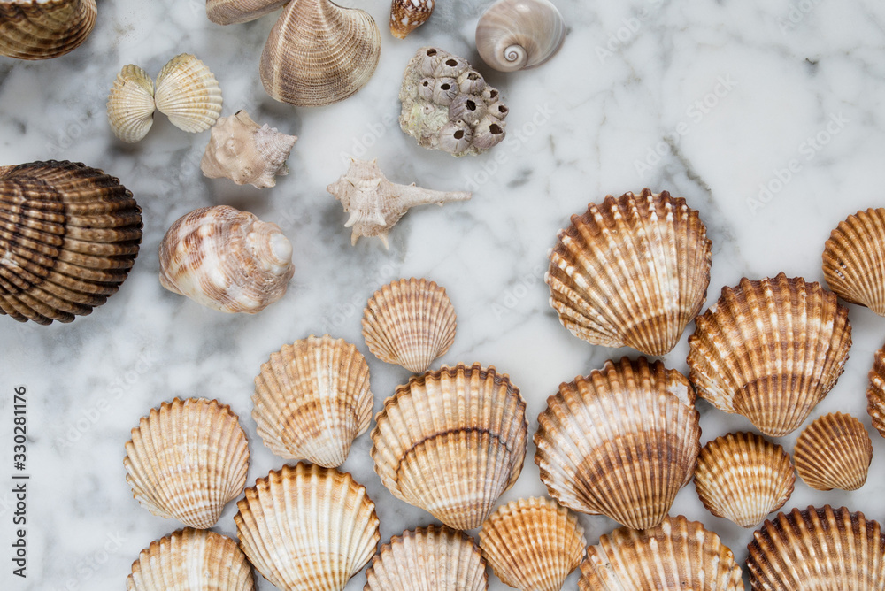 sea shells on marble background, many seashells, one uncovered, a lot of sea shells, one opened, composition of seashells