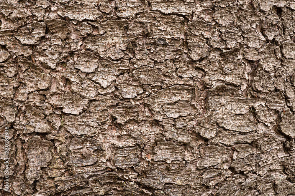 pine bark closeup, dry pine needles in the bark, brown bark of a tree close up, tree bark pine bark closeup, dry pine needles in the bark, brown bark of a tree close up, tree bark