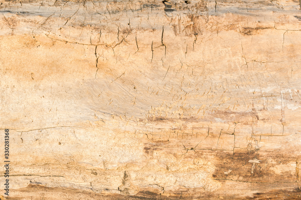 Fototapeta premium Natural texture of old wood, close up