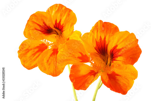 Growing nasturtium isolated on white