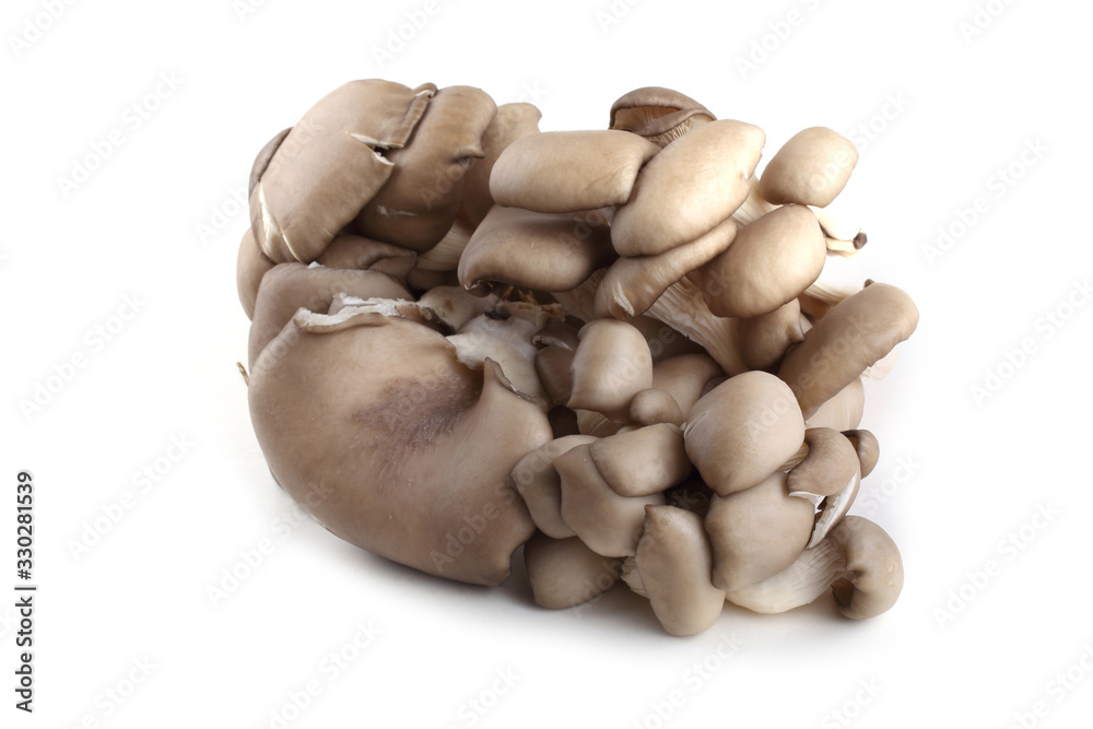 Oyster mushrooms isolated on white Oyster mushrooms isolated on white