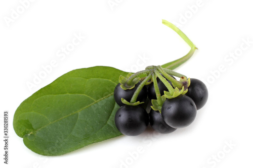 Photos European black nightshade